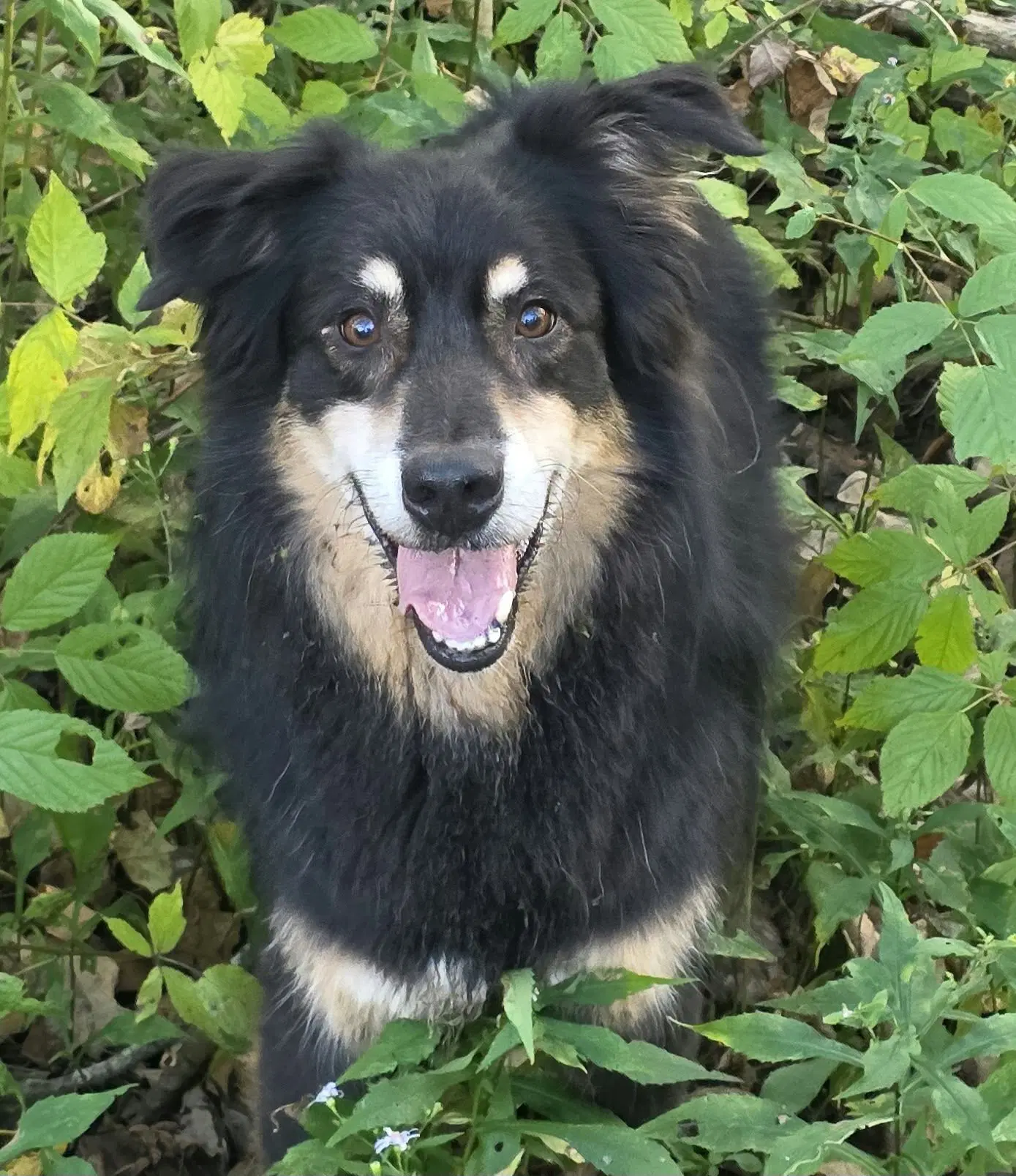Jax Allen - Australian Shepherd