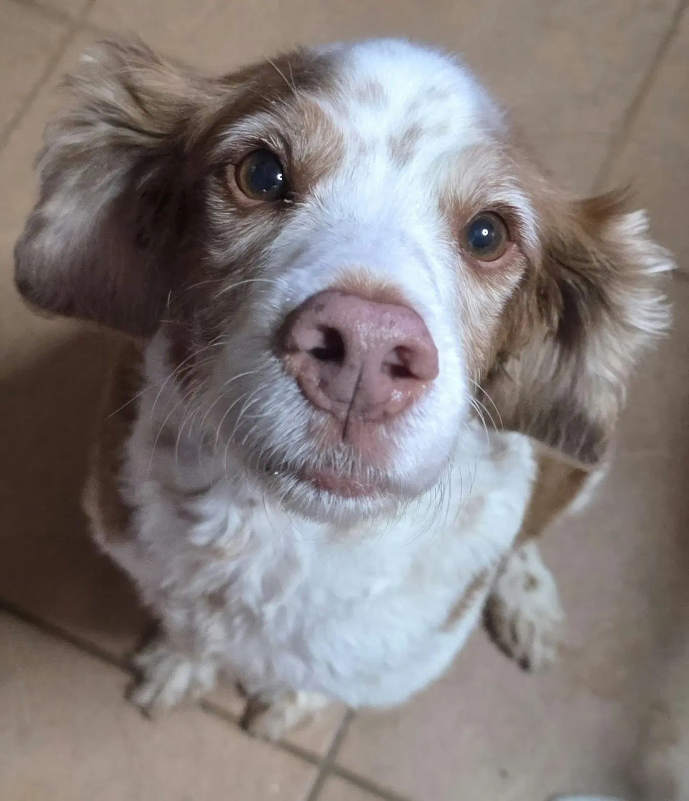 Regina Red - Brittany