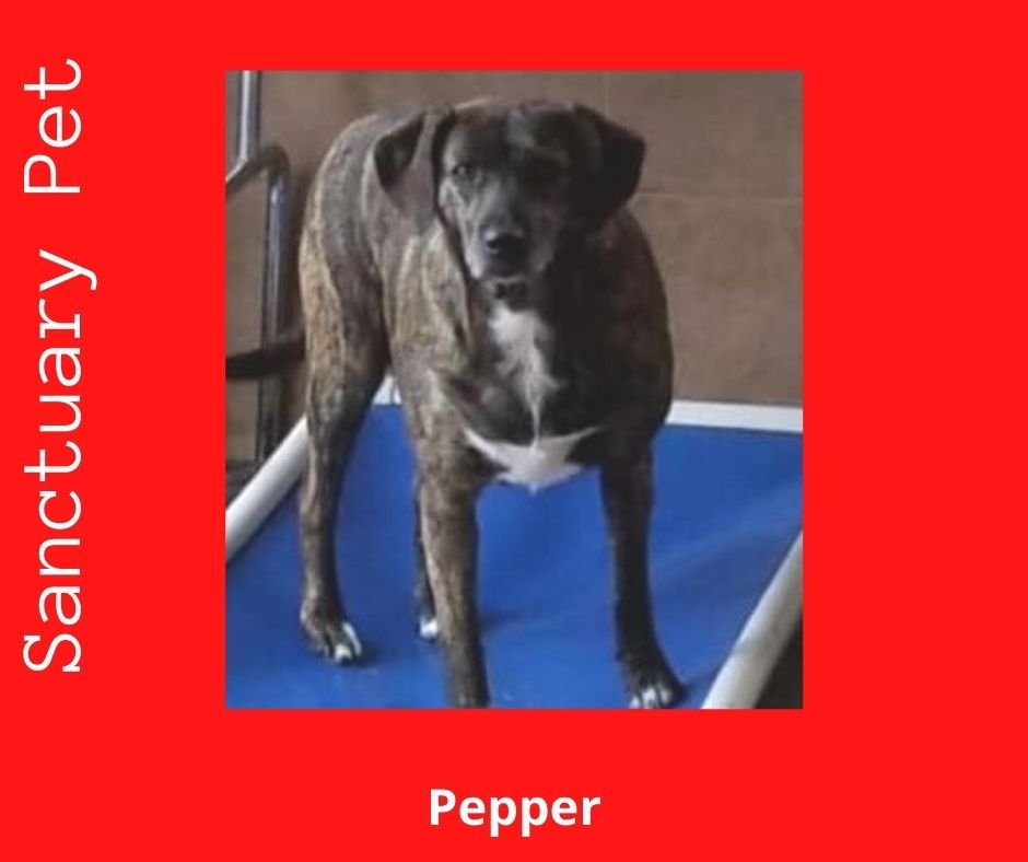 adoptable Dog in Cuba, NY named Pepper Barker