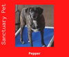 adoptable Dog in cuba, NY named Pepper Barker