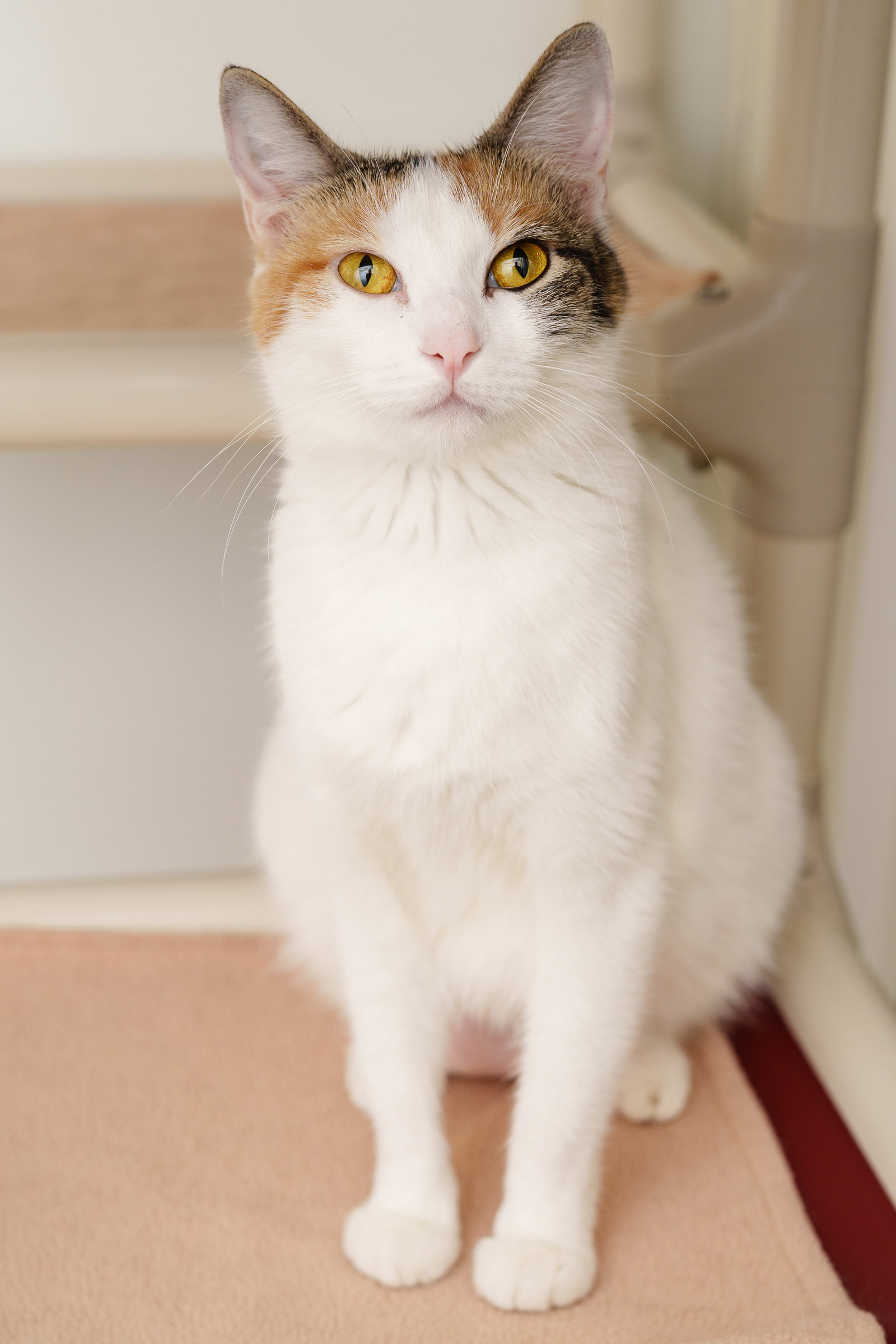 Cats for Adoption in Nyssa, Oregon Alpha Paw