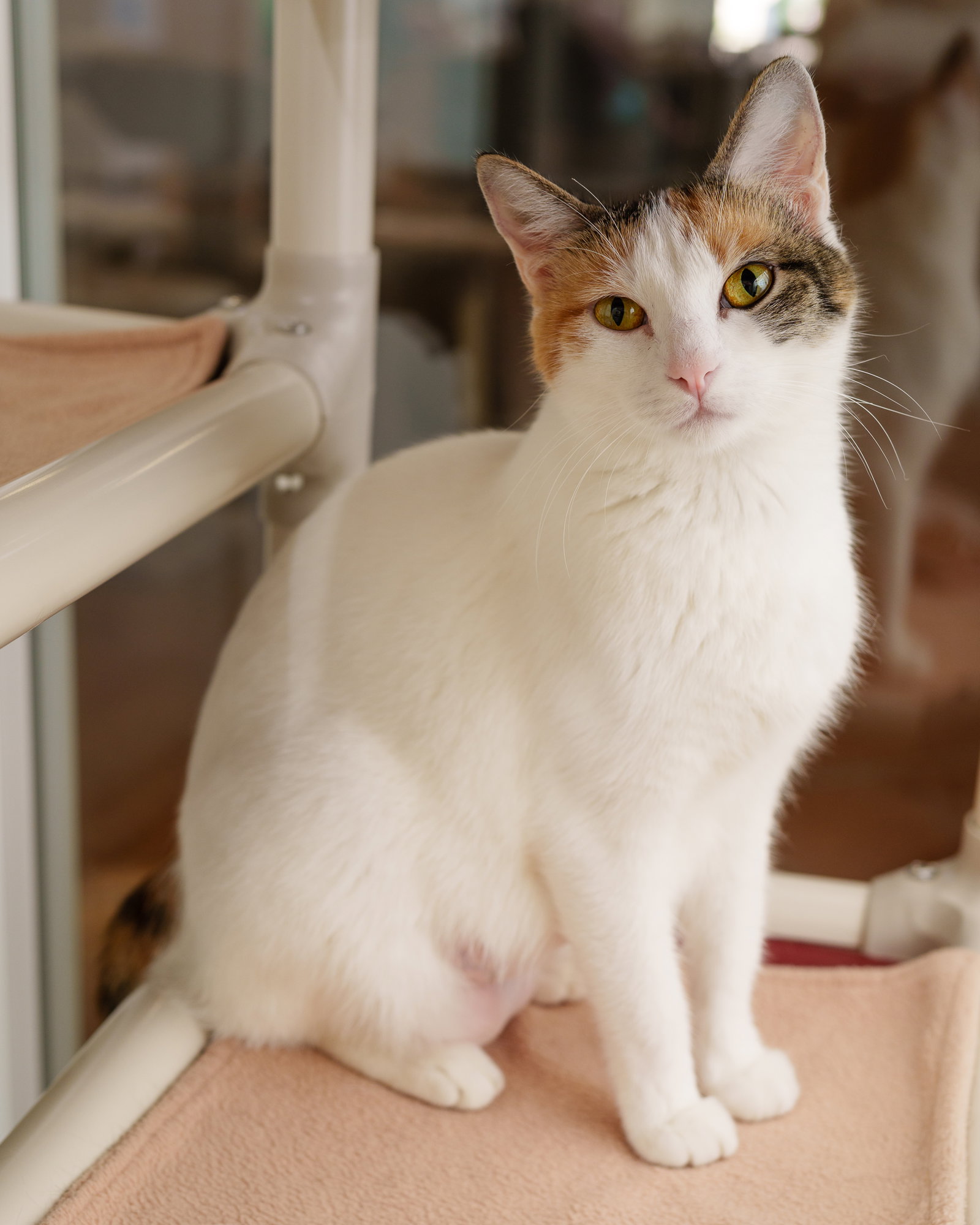 Cats for Adoption in Nyssa, Oregon Alpha Paw