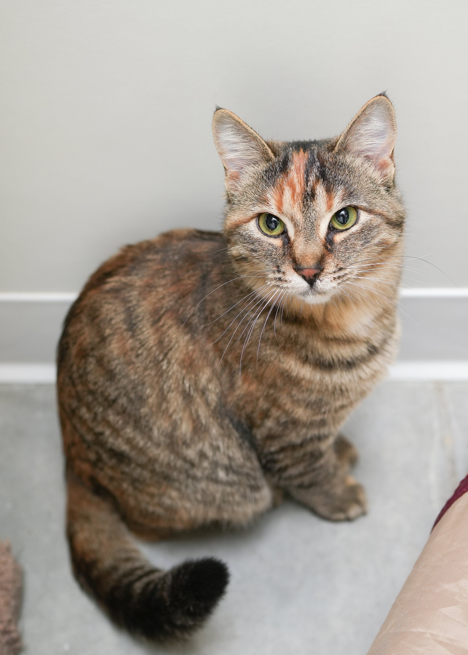 Cat adoption in Boise, ID 83709 Domestic Short Hair Cat "Gingerbread"
