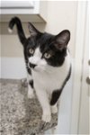 adoptable Cat in boise, ID named Treat