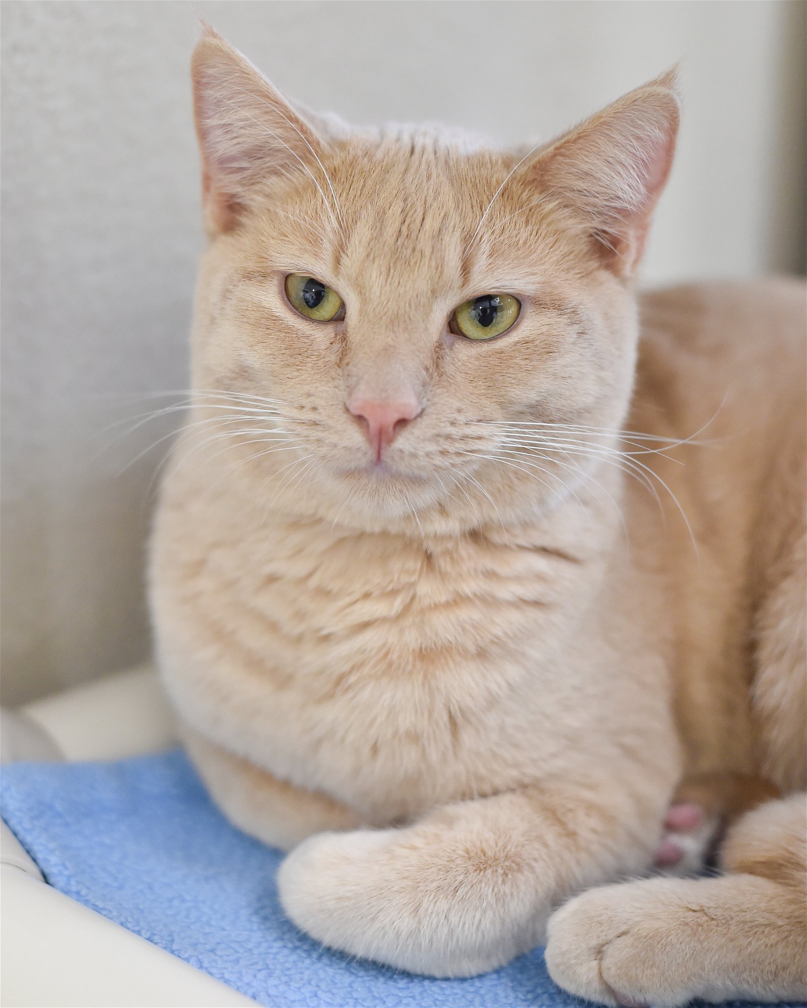 adoptable Cat in Boise, ID named Kiwano