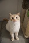adoptable Cat in , ID named Travis