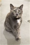 adoptable Cat in , ID named Taylor
