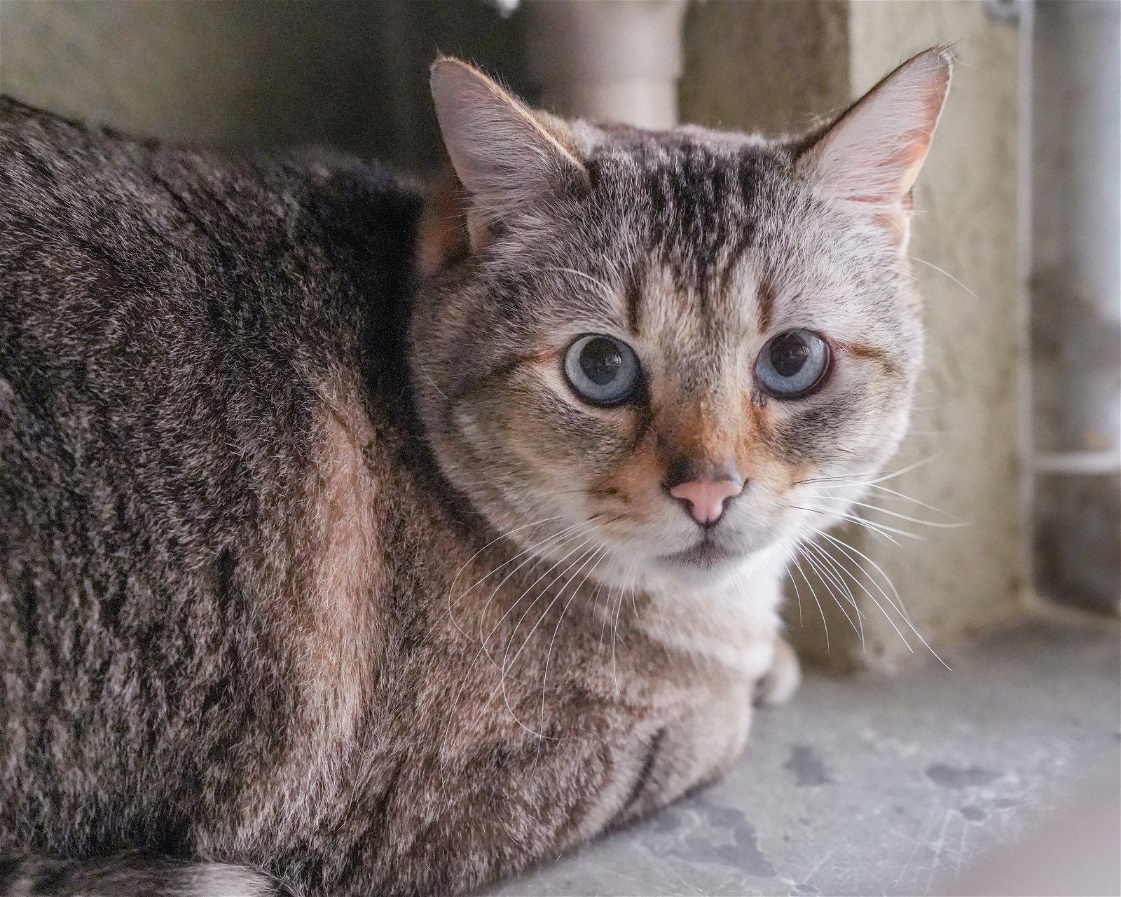 adoptable Cat in Boise, ID named Fidget