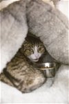 adoptable Cat in boise, ID named Chloe