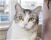 adoptable Cat in boise, id, ID named Daisy