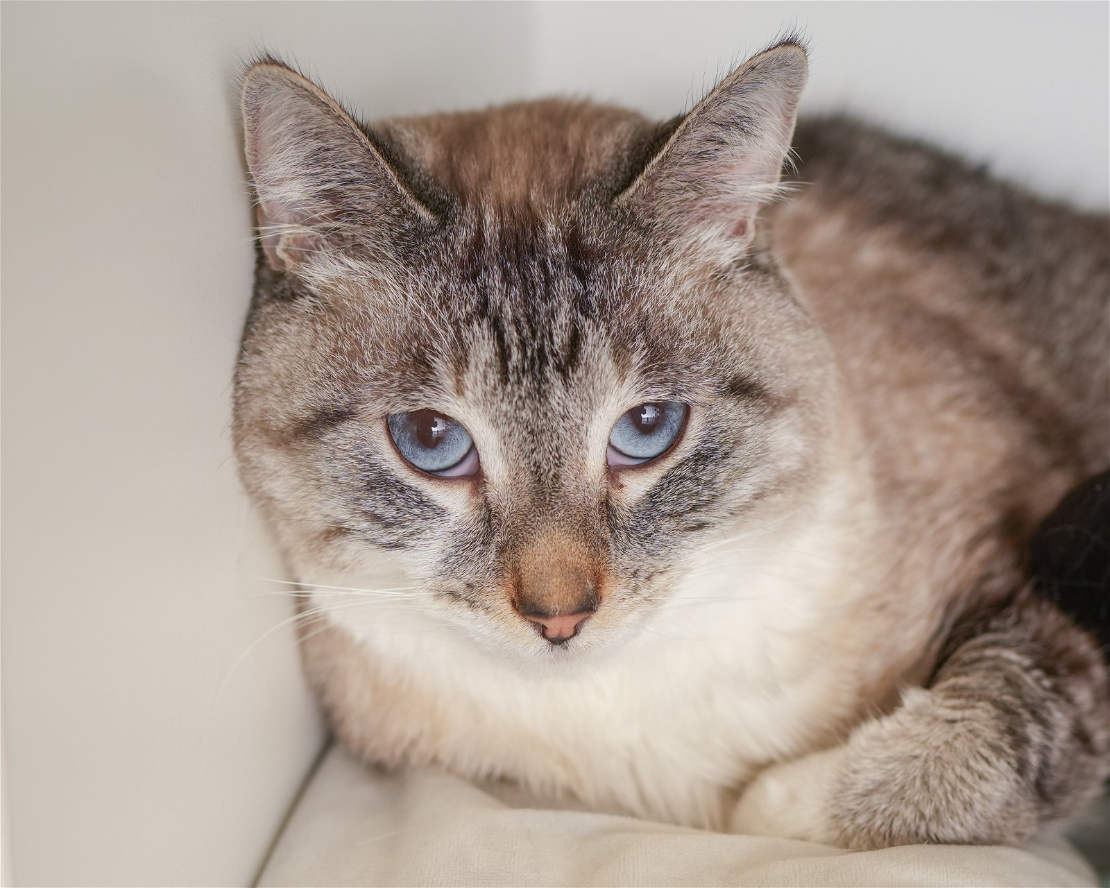 adoptable Cat in Boise, ID named Viti
