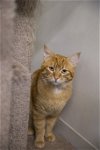 adoptable Cat in boise, ID named Cheez-it