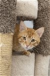 adoptable Cat in boise, ID named Cheez-it