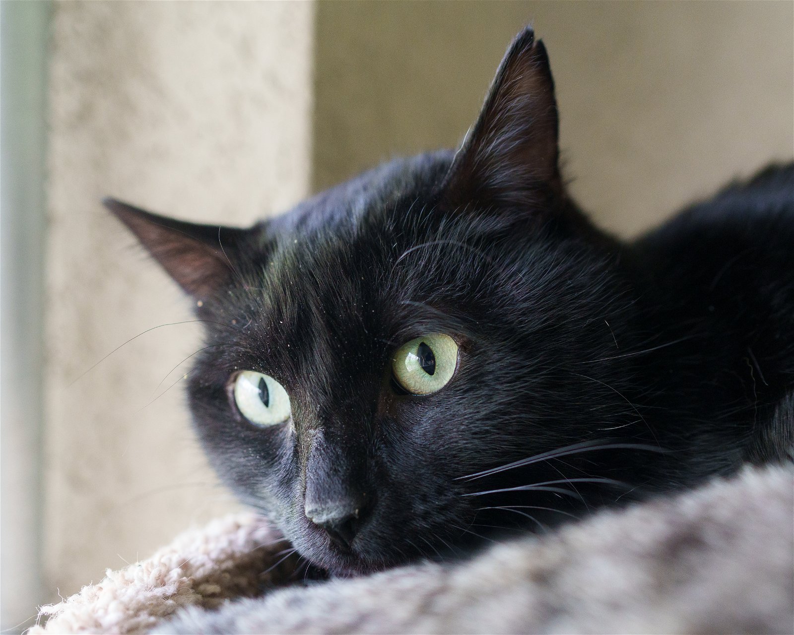 adoptable Cat in Boise, ID named Evan
