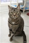 adoptable Cat in boise, ID named Shrimp Scampi