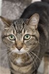 adoptable Cat in  named Moxie