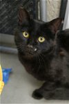 adoptable Cat in boise, id, ID named Dale