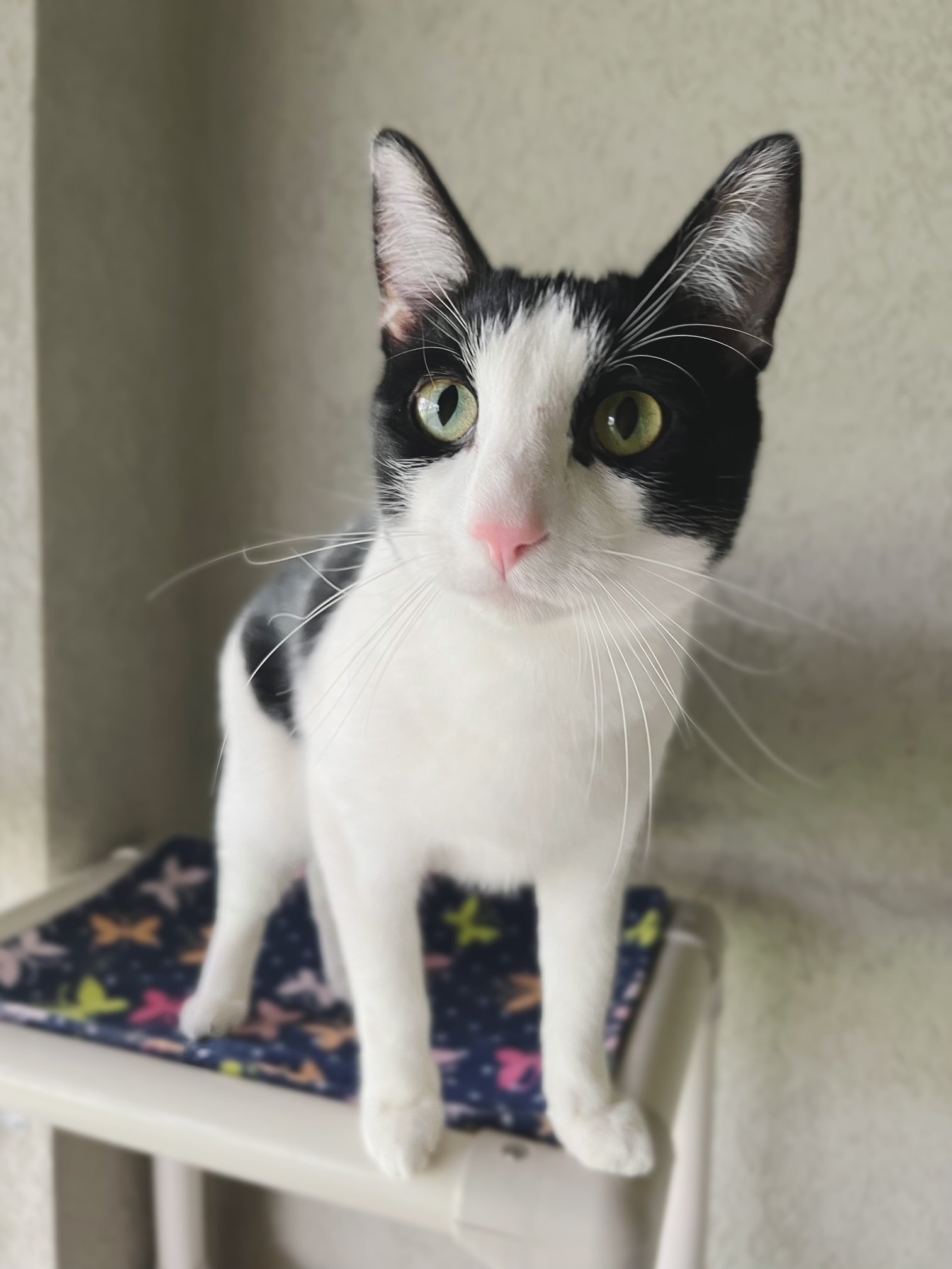 adoptable Cat in Boise, ID named Gumby