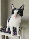 adoptable Cat in boise, id, ID named Gumby