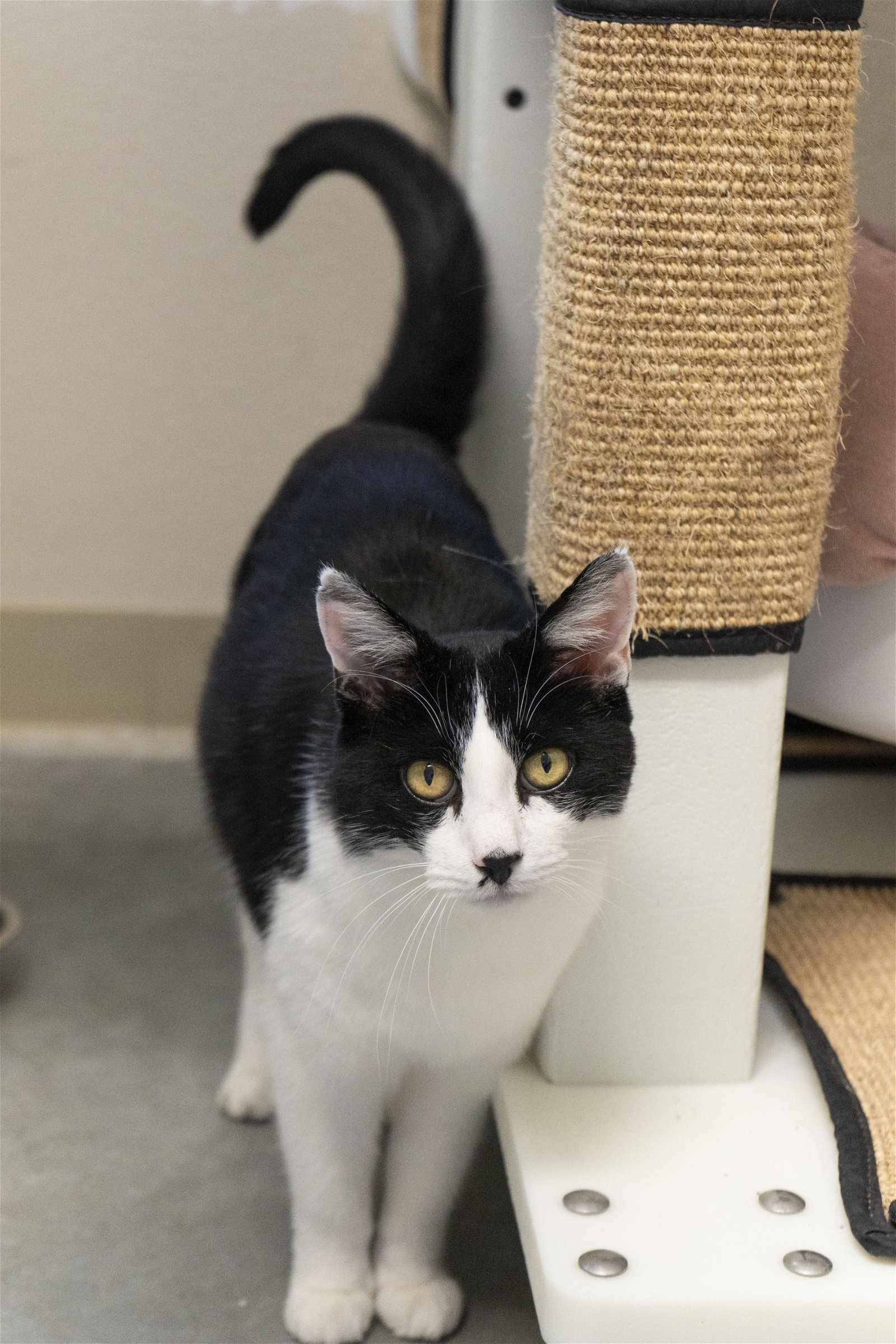 adoptable Cat in Boise, ID named Isaac