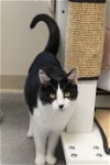 adoptable Cat in , ID named Isaac