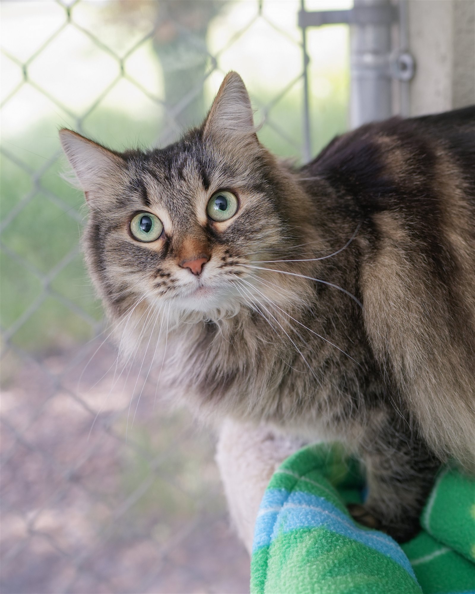 adoptable Cat in Boise, ID named Perla