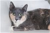 adoptable Cat in boise, ID named Anjou