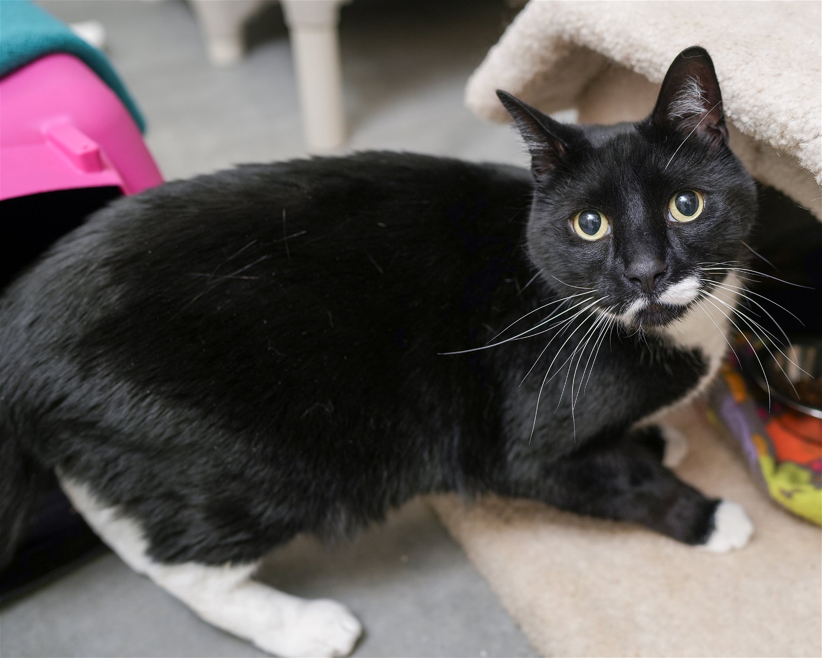 adoptable Cat in Boise, ID named Felix