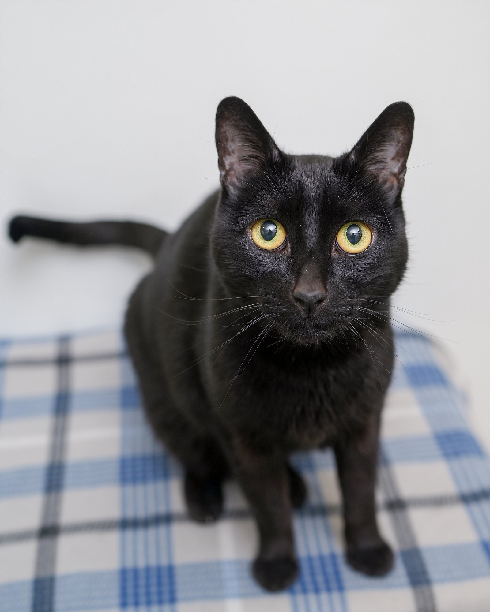 adoptable Cat in Boise, ID named Salem