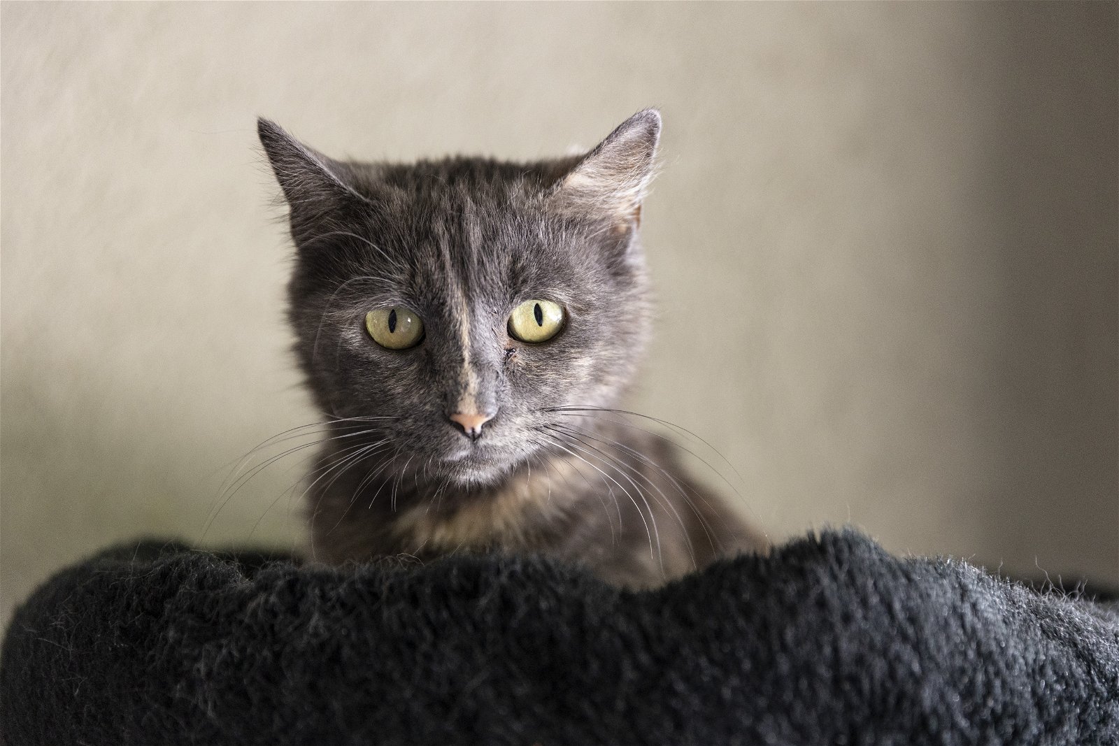 adoptable Cat in Boise, ID named Apple Fritter