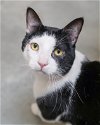 adoptable Cat in , ID named Chad