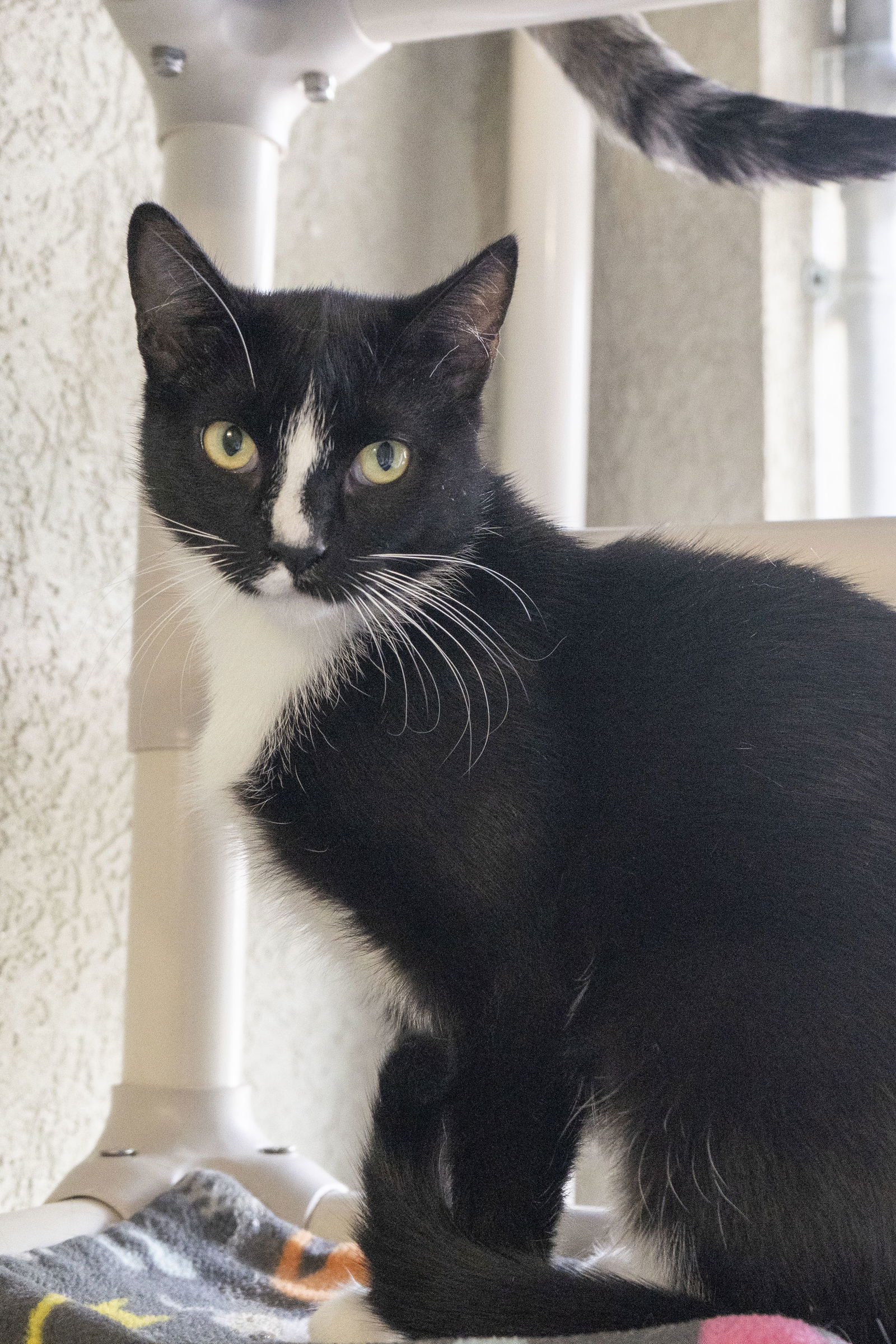 adoptable Cat in Boise, ID named Ladybug