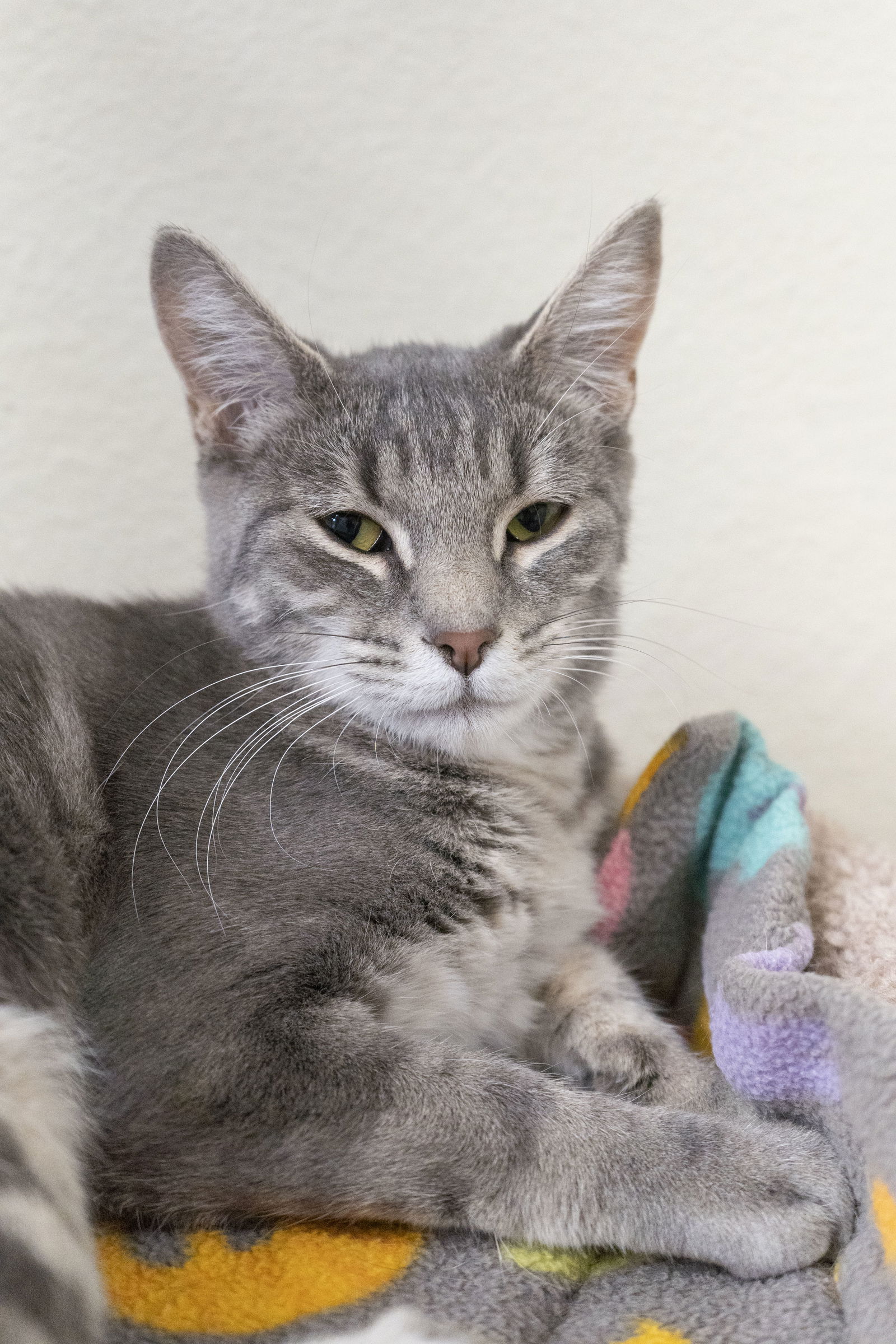 adoptable Cat in Boise, ID named Mina