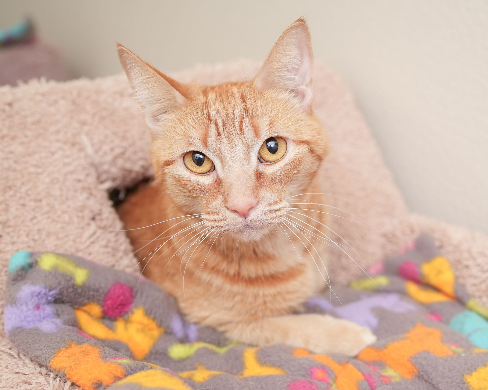 adoptable Cat in Boise, ID named Jasper