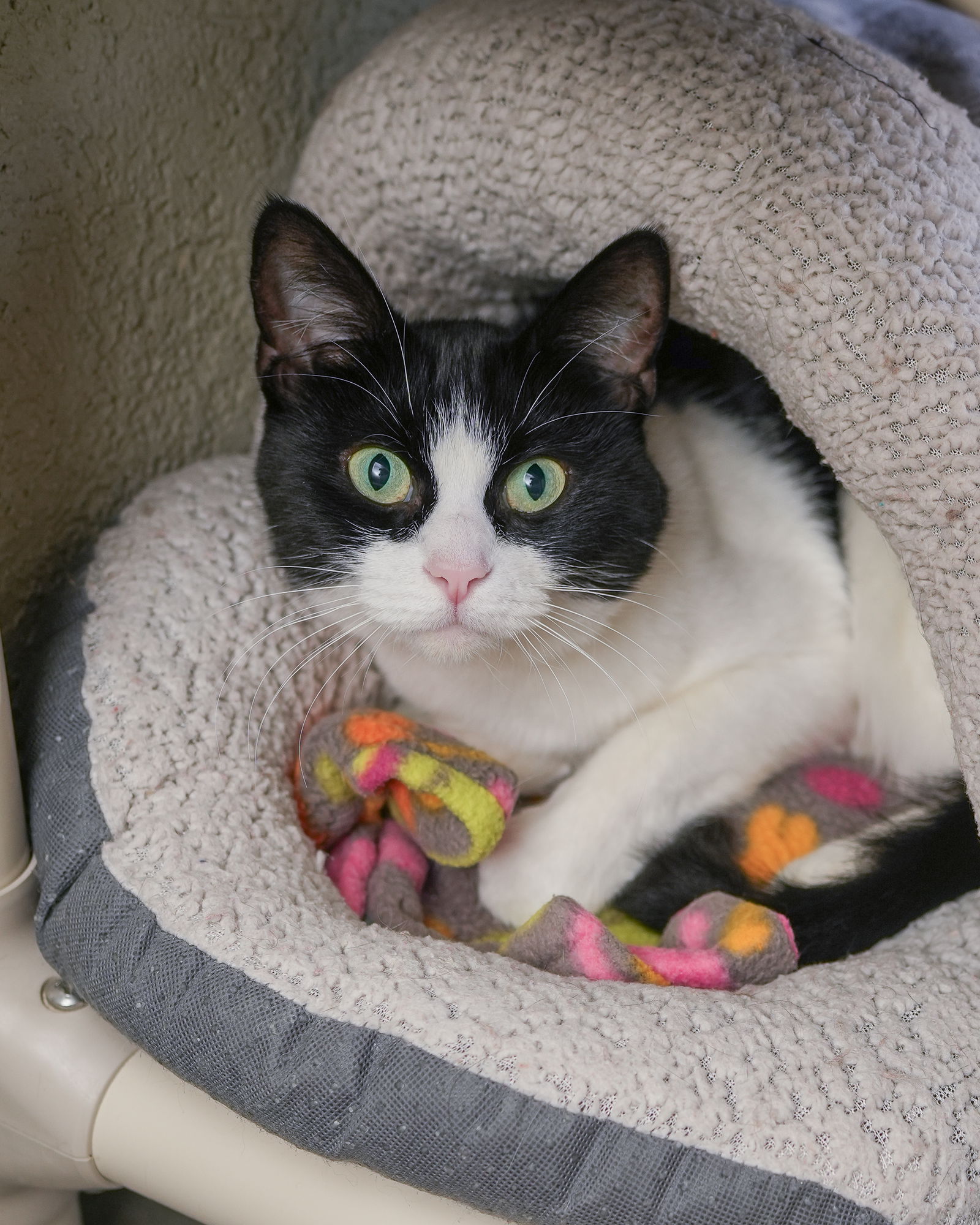 adoptable Cat in Boise, ID named Lady Oreo