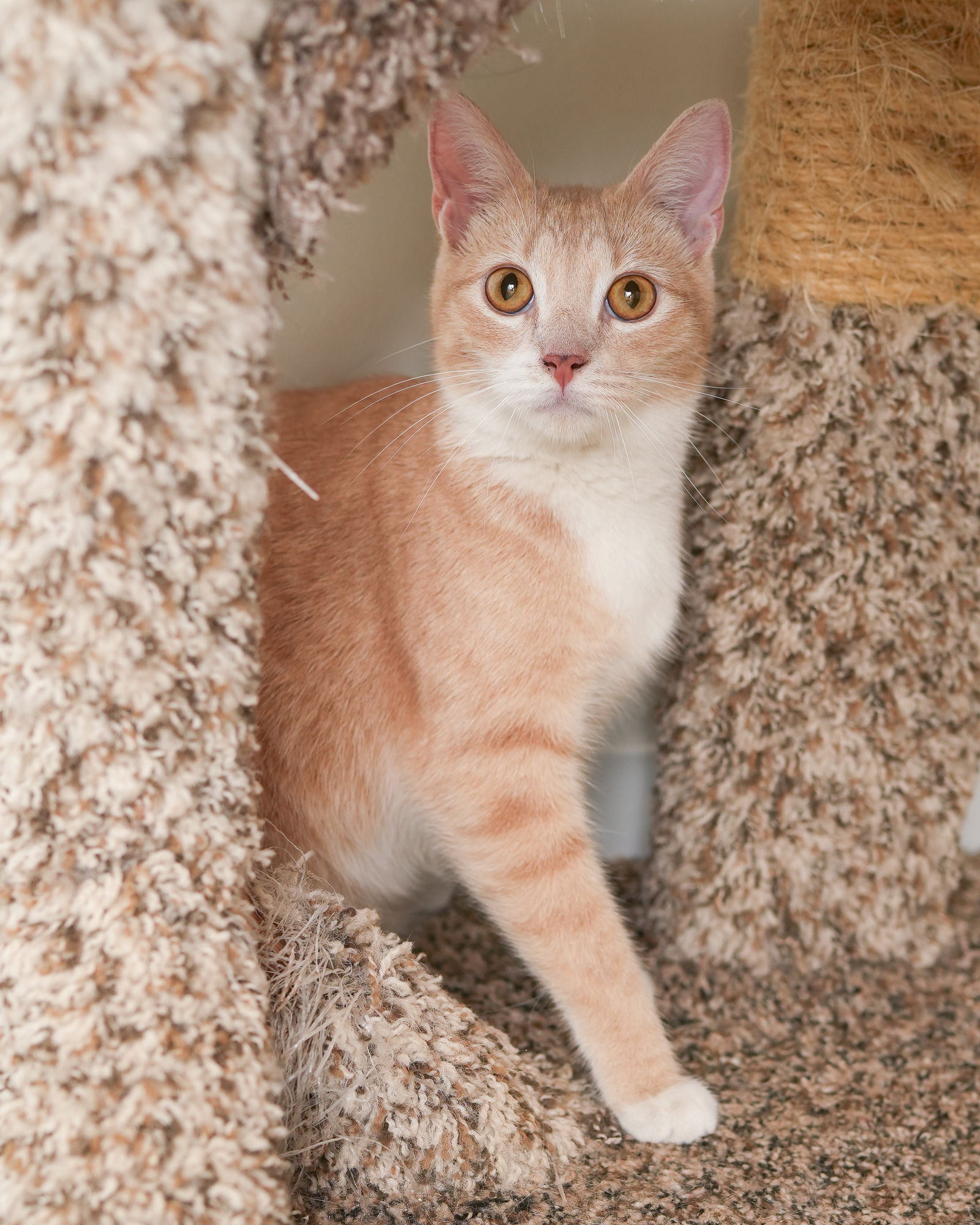 adoptable Cat in Boise, ID named Denver