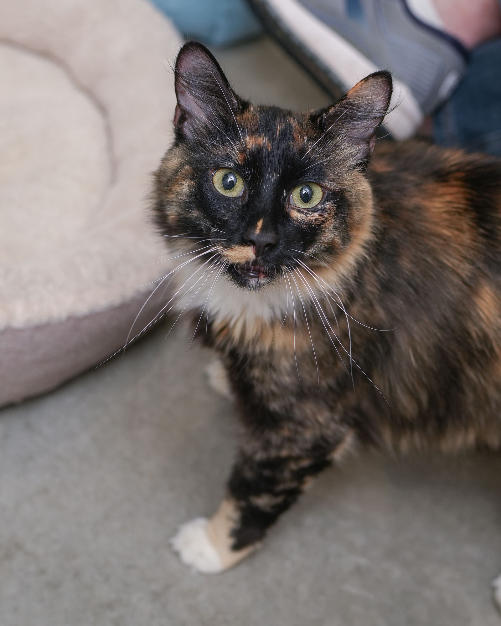 adoptable Cat in Boise, ID named Cathy