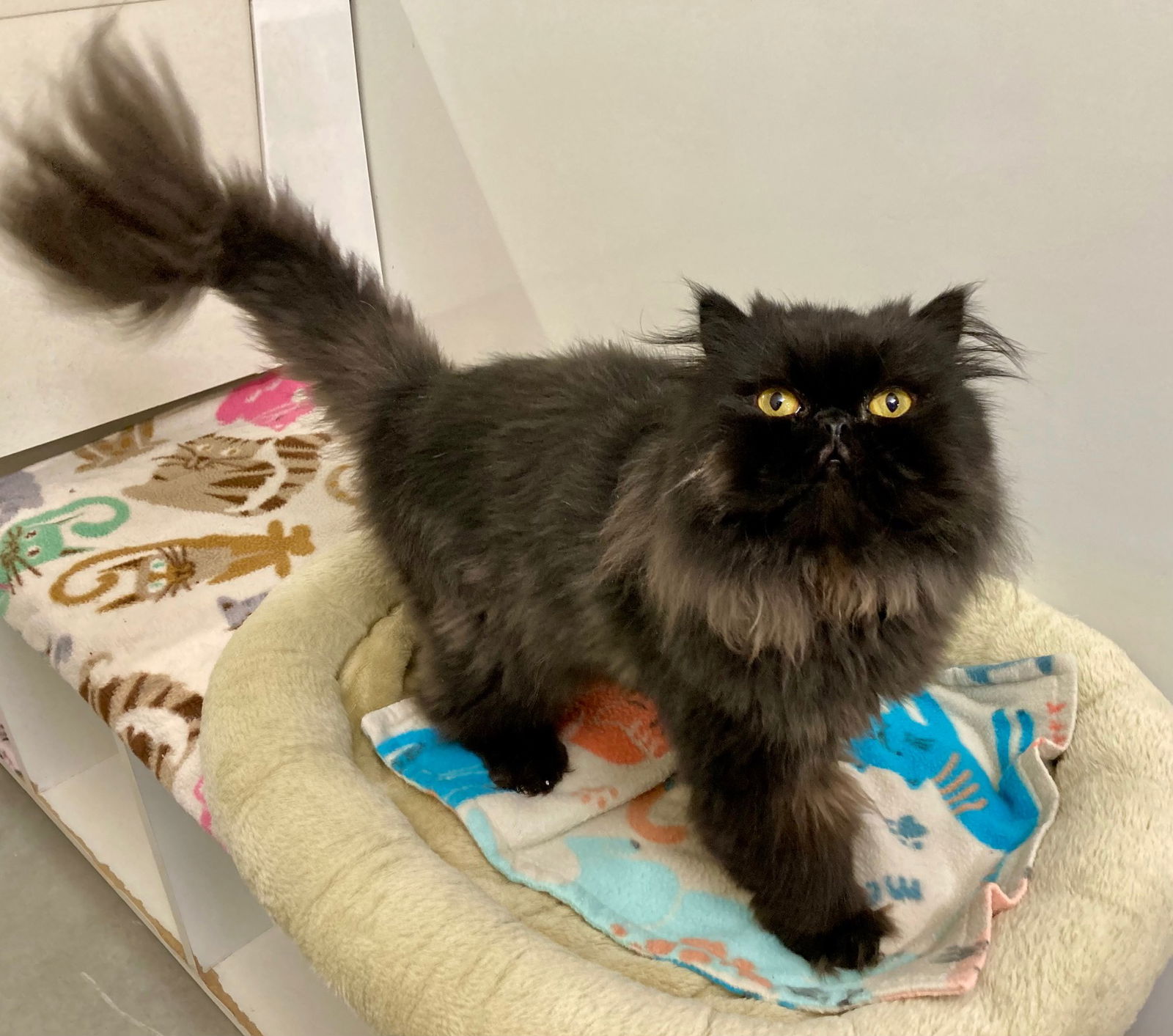 adoptable Cat in Boise, ID named Gigi