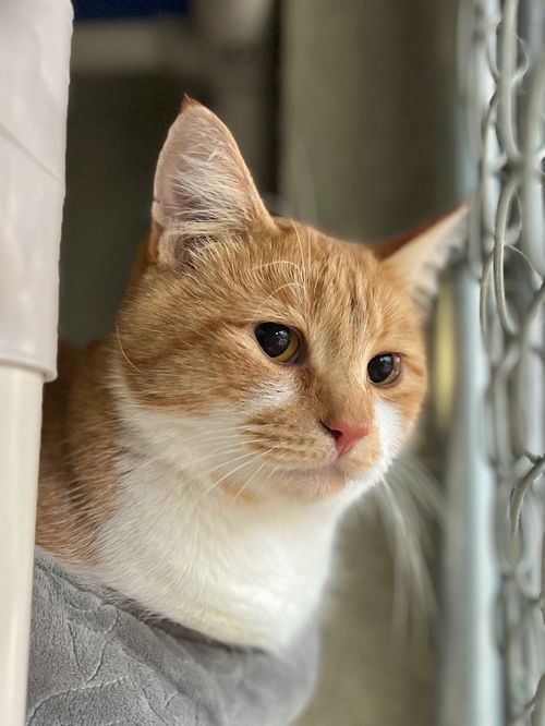 picture of the cat needing adoption