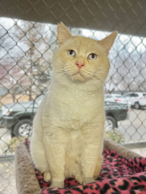 picture of the cat needing adoption