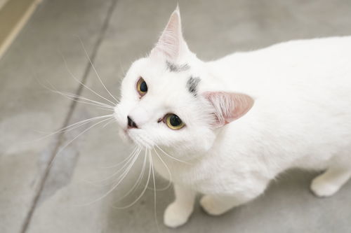 picture of the cat needing adoption