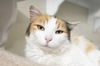 adoptable Cat in , ID named Goldie