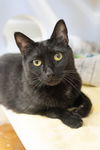 adoptable Cat in , ID named Fran
