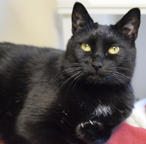 picture of the cat needing adoption