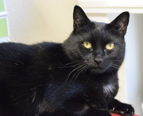 FRAN - Domestic Short Hair available for adoption