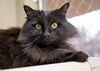 adoptable Cat in , ID named Madge