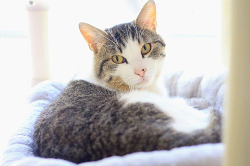 picture of the cat needing adoption