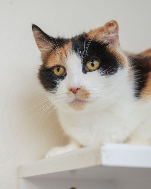 picture of the cat needing adoption