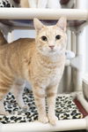 adoptable Cat in , ID named Jeffery