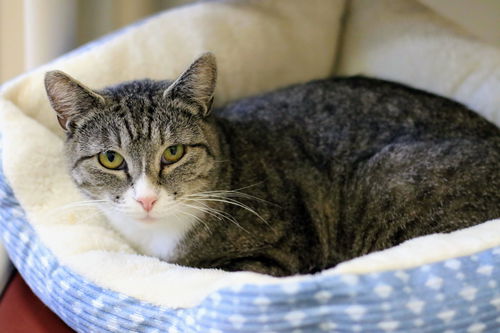 picture of the cat needing adoption